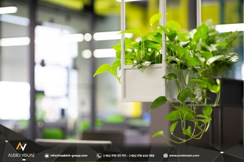 Office Plants or Decorative Items